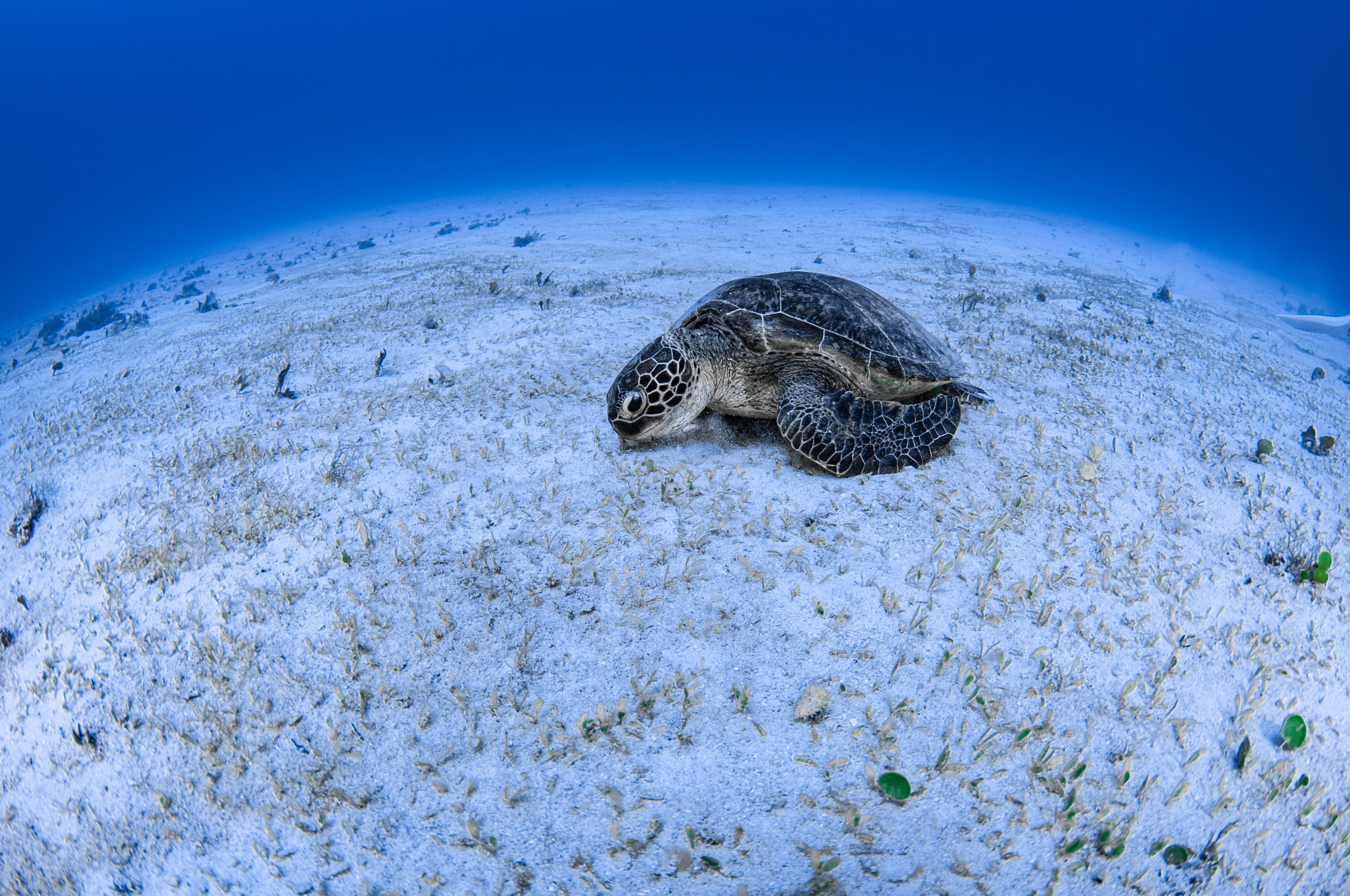 慶良間の海で出会ったウミガメ
